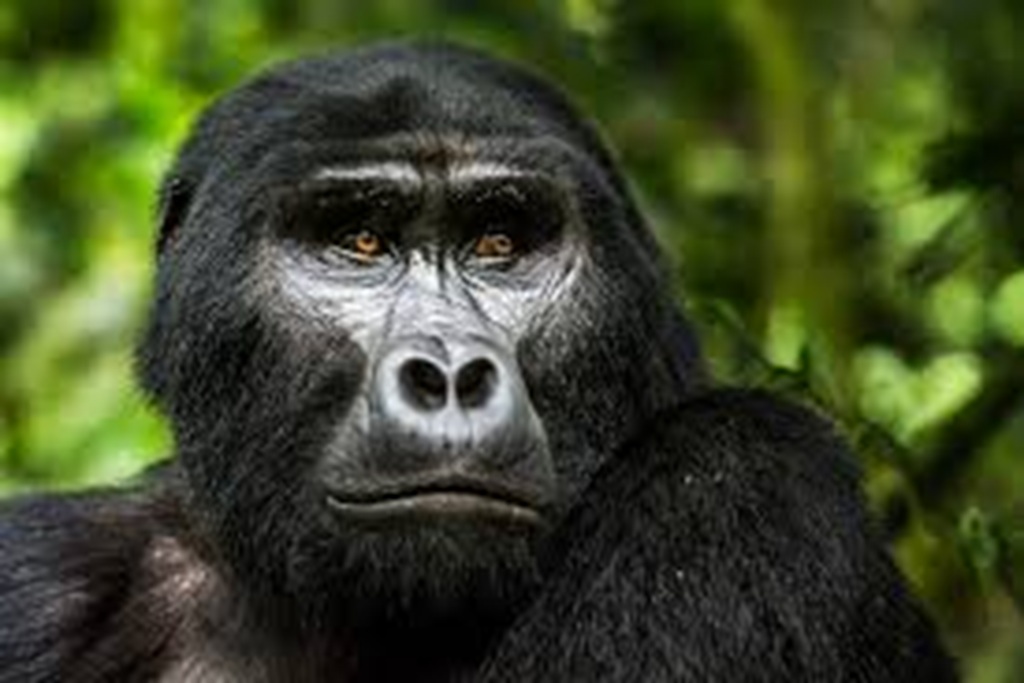 Gorilla Trekking Add-Ons in Uganda and Rwanda