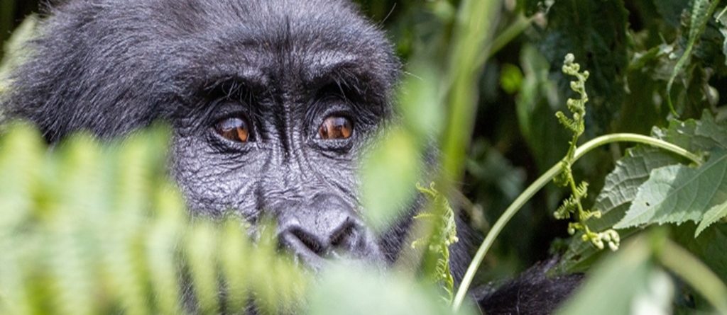 Gorilla Trekking Guidelines