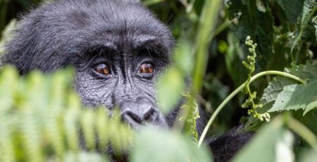Gorilla Trekking Guidelines