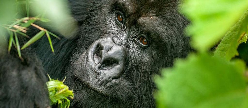 Gorilla Trekking Vs Chimpanzee Tracking