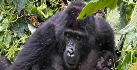 Gorilla Trekking for The Elderly