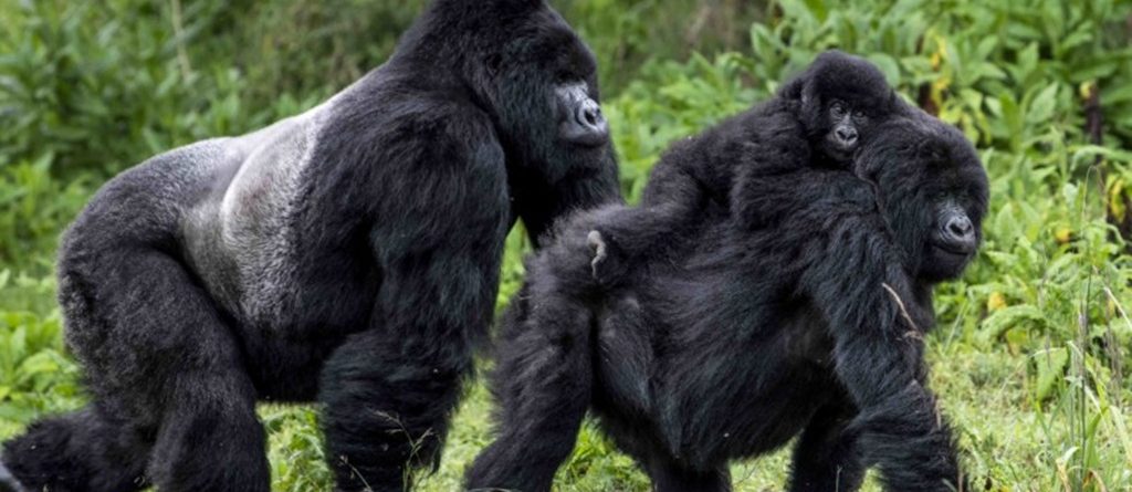Gorilla Trekking in Bwindi