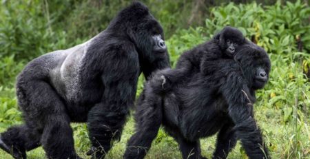 Gorilla Trekking in Bwindi
