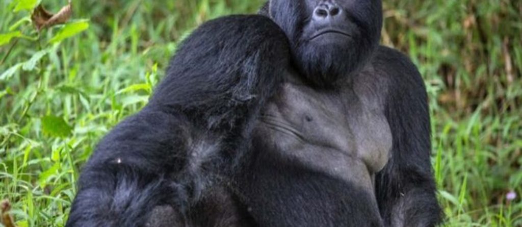 Gorilla Trekking in Mgahinga