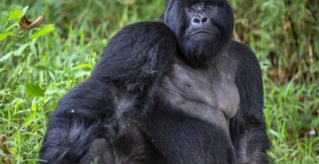 Gorilla Trekking in Mgahinga