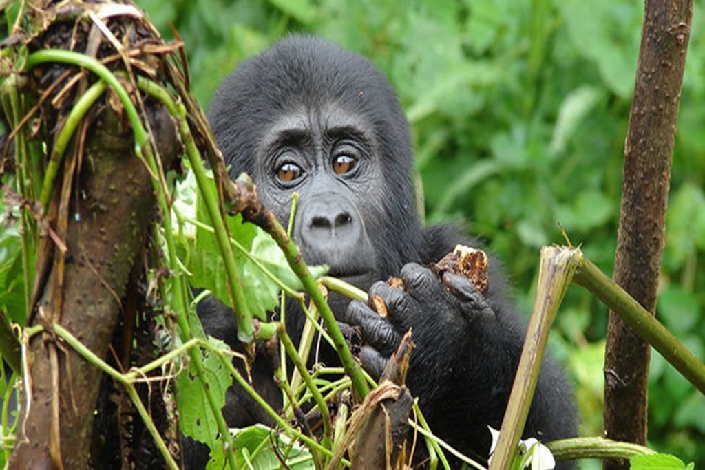 How Early Should You Book A Gorilla Permit