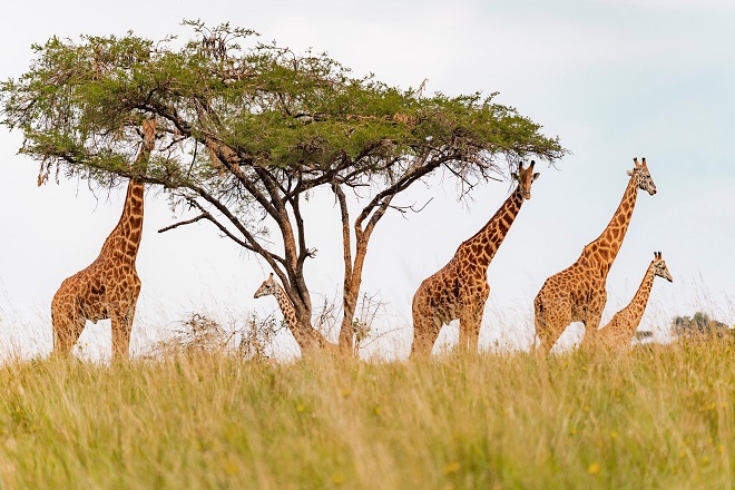 3 days Rwanda BIG 5 safari to Akagera national park