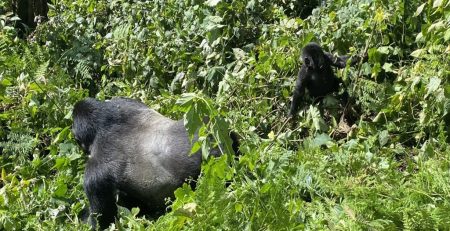 How To Book A Gorilla Permit