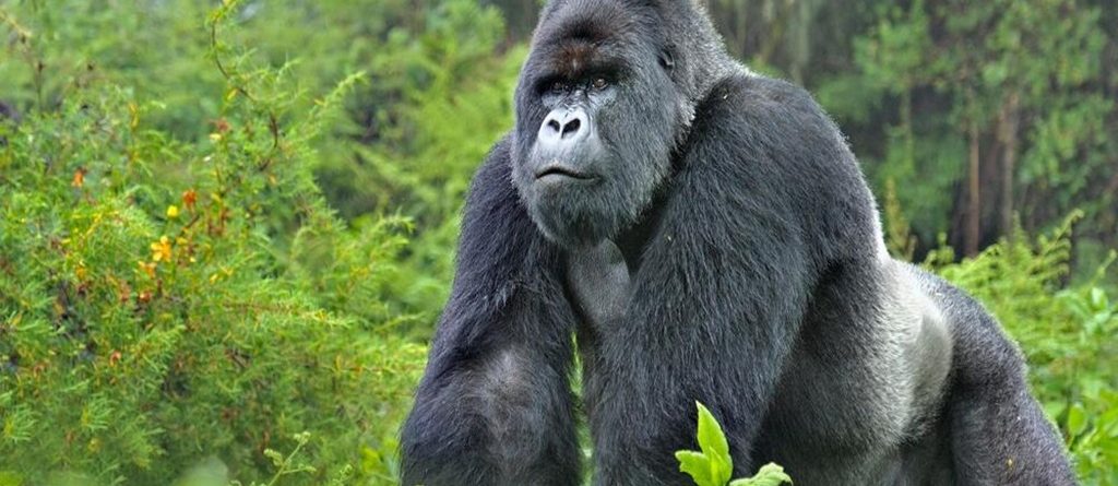 Luxury Gorilla Safaris
