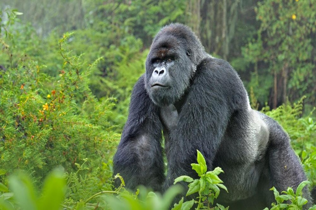 Luxury Gorilla Safaris