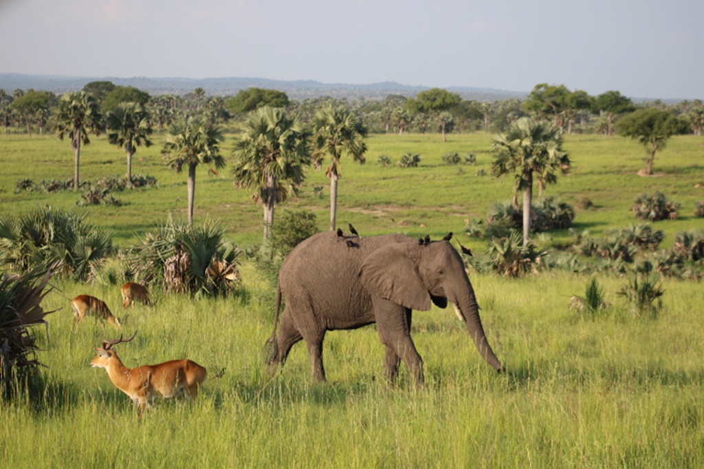Luxury Uganda Tours