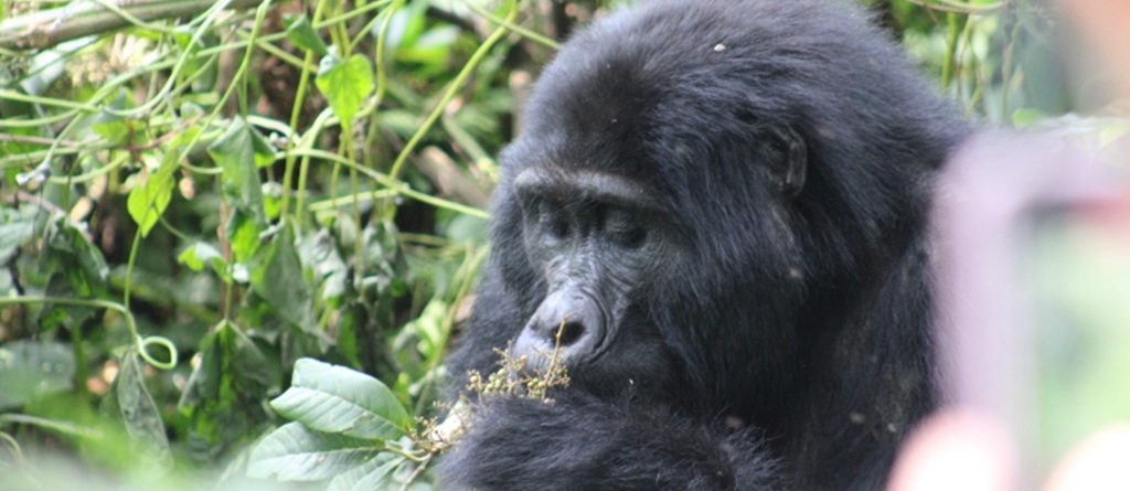 Midrange Gorilla Safaris