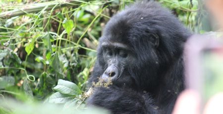 Midrange Gorilla Safaris