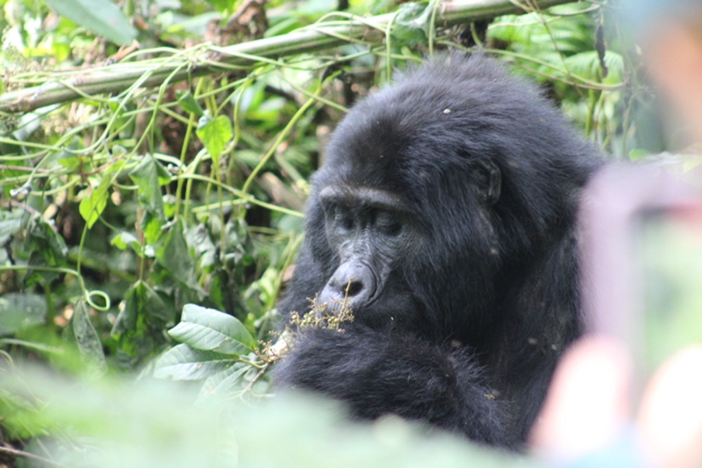 Midrange Gorilla Safaris