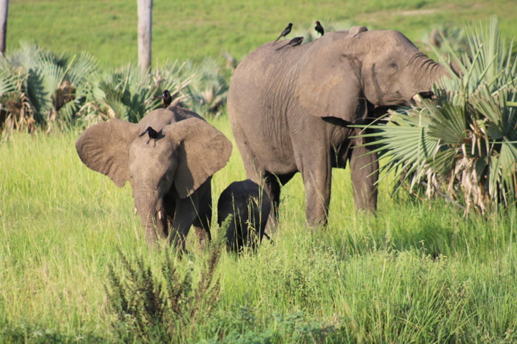 Top Travel Experiences in Uganda