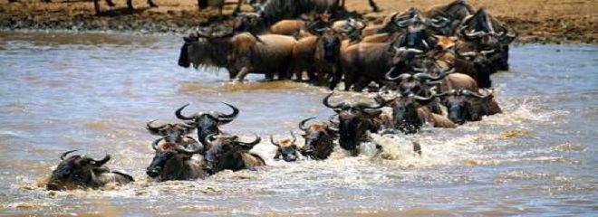12 DAYS KENYA AND TANZANIA PERFECT WILDLIFE SAFARI