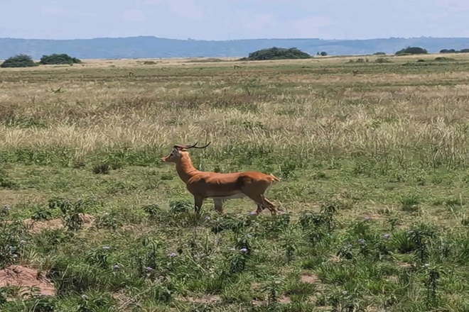 Kabwoya Wildlife Reserve