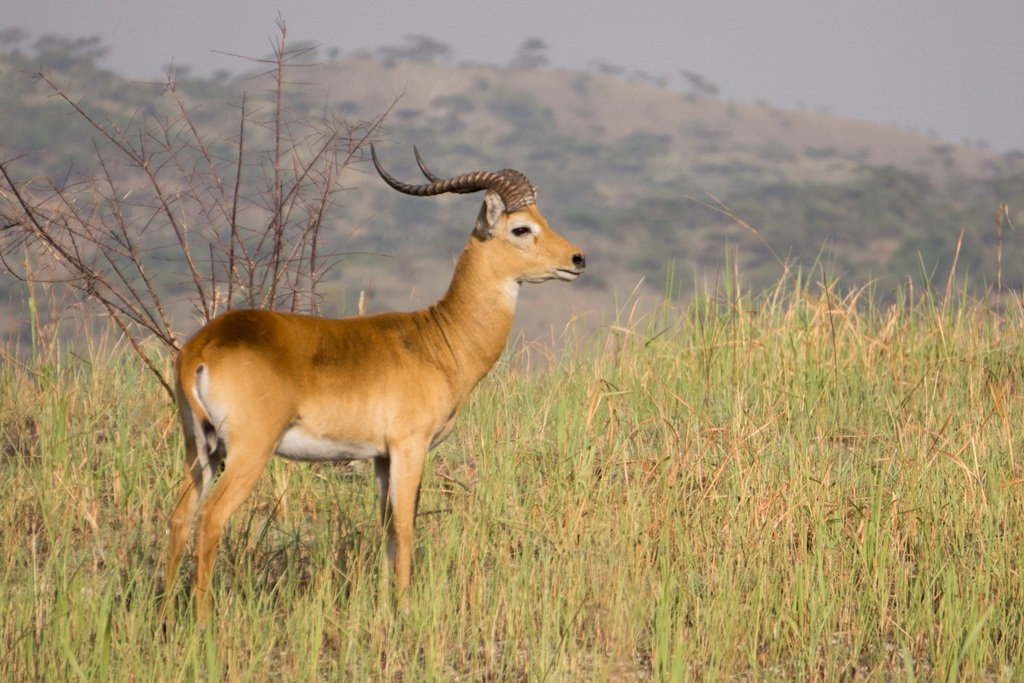 Katonga Wildlife Reserve
