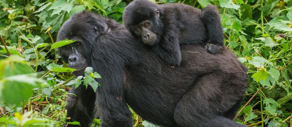 Gorilla Trekking for Independent Travelers