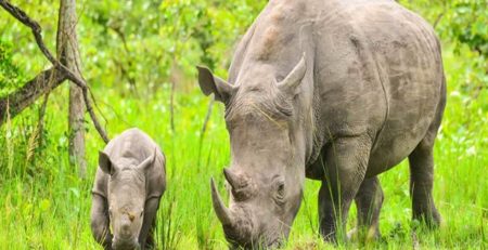 Uganda Receives Eight Southern White Rhinoceros from South Africa