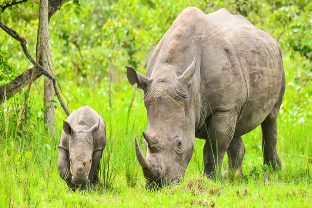 Uganda Receives Eight Southern White Rhinoceros from South Africa