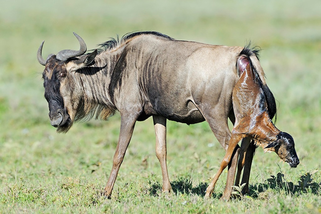 9 Days Ndutu Calving Season Safari to Ngorongoro Crater
