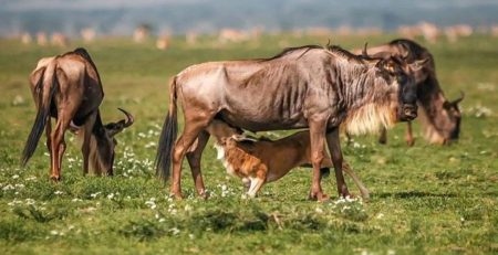 Calving Season in Ndutu Region