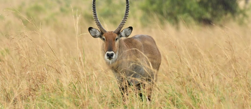 Uganda’s Six Newly Gazetted National Parks