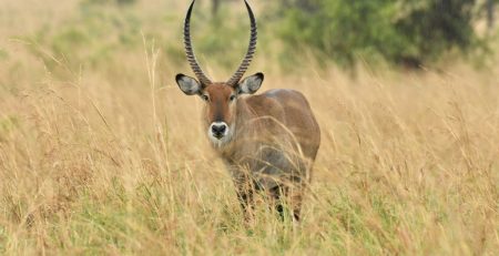Uganda’s Six Newly Gazetted National Parks