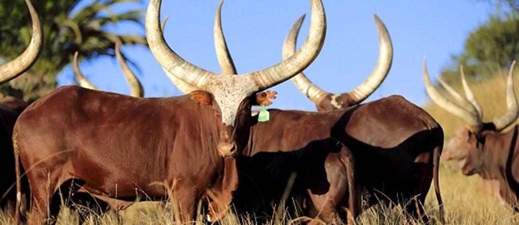 Ankole Long Horned Cattle Experience in Uganda