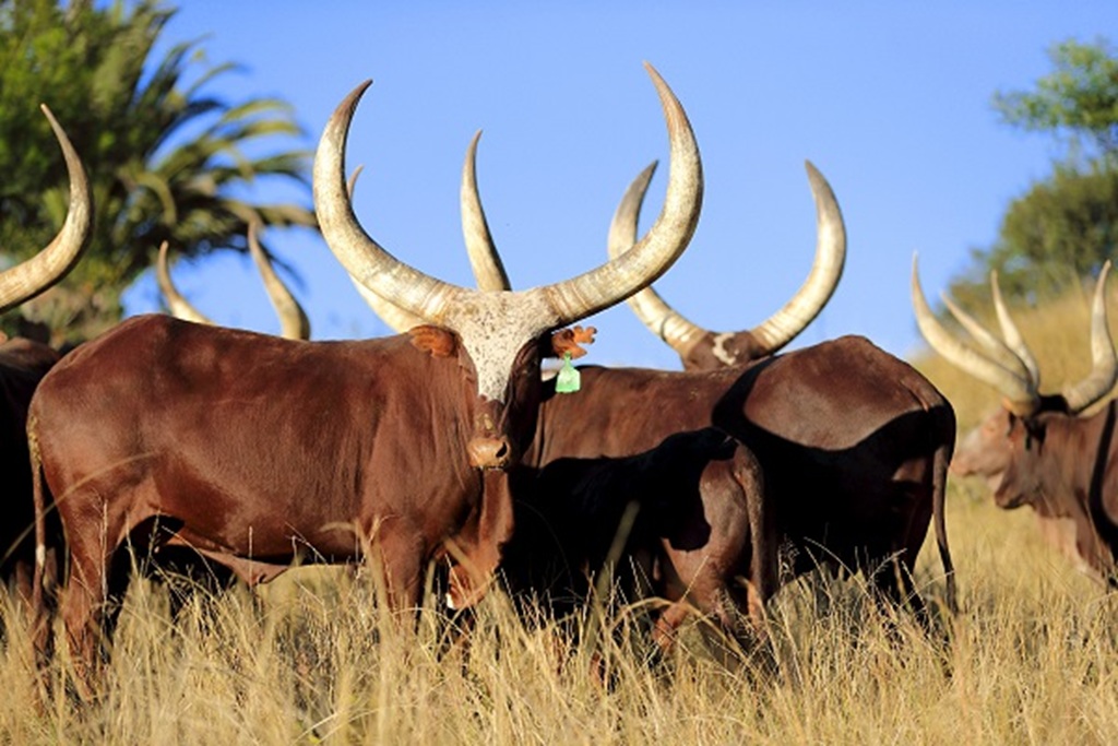 Ankole Long Horned Cattle Experience in Uganda
