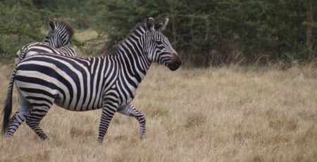 Best Places to See Zebras in Uganda