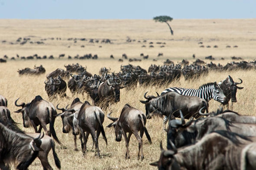 Experience The Mara Triangle Conservancy Safari