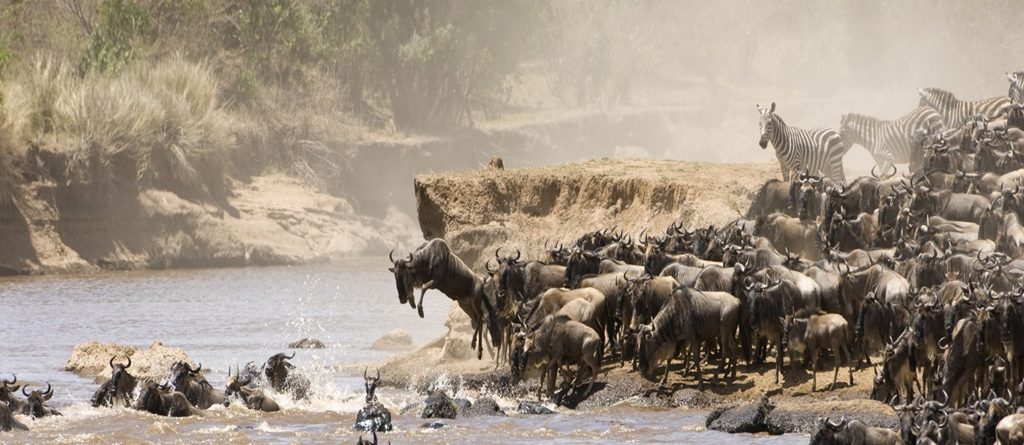 Experience The Mara Triangle Conservancy Safari