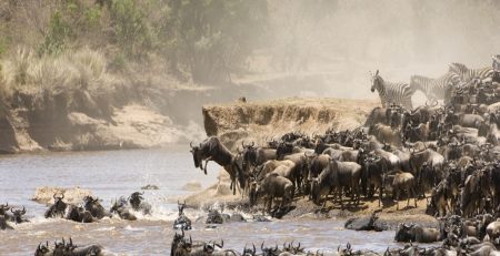 Experience The Mara Triangle Conservancy Safari