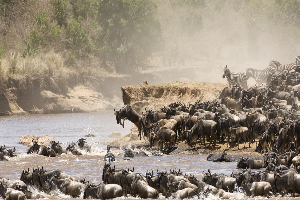 Experience The Mara Triangle Conservancy Safari