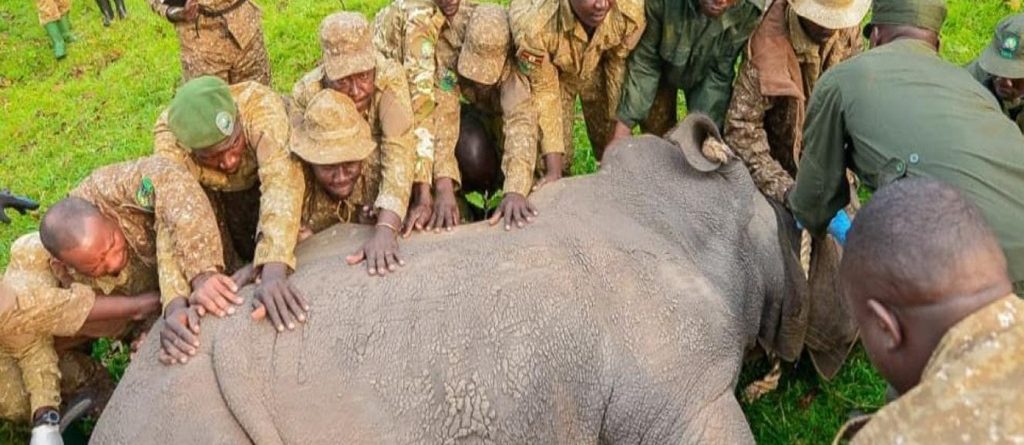 Reintroduction of Southern White Rhinos in Ajai Wildlife Reserve
