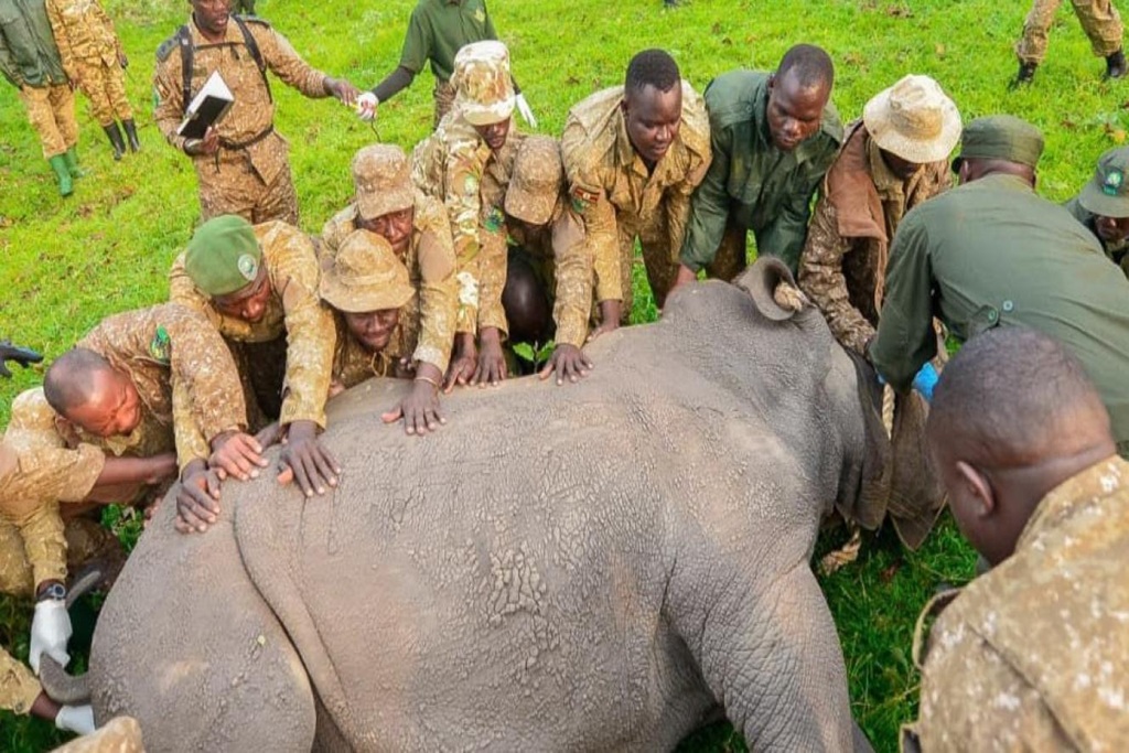 Reintroduction of Southern White Rhinos in Ajai Wildlife Reserve