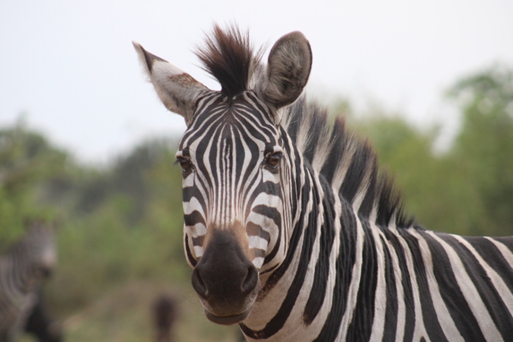 Best Places to See Zebras in Uganda