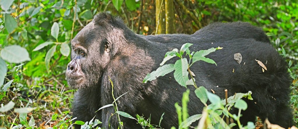 Why Are Mountain Gorillas Endangered