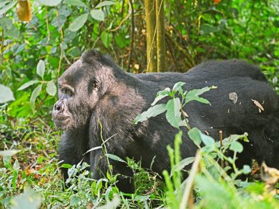 Why Are Mountain Gorillas Endangered
