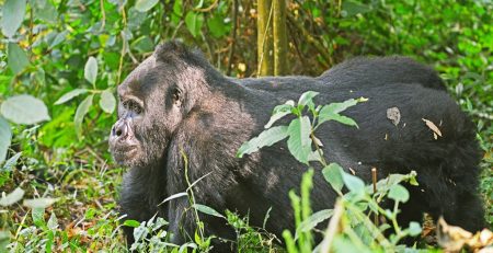 Why Are Mountain Gorillas Endangered