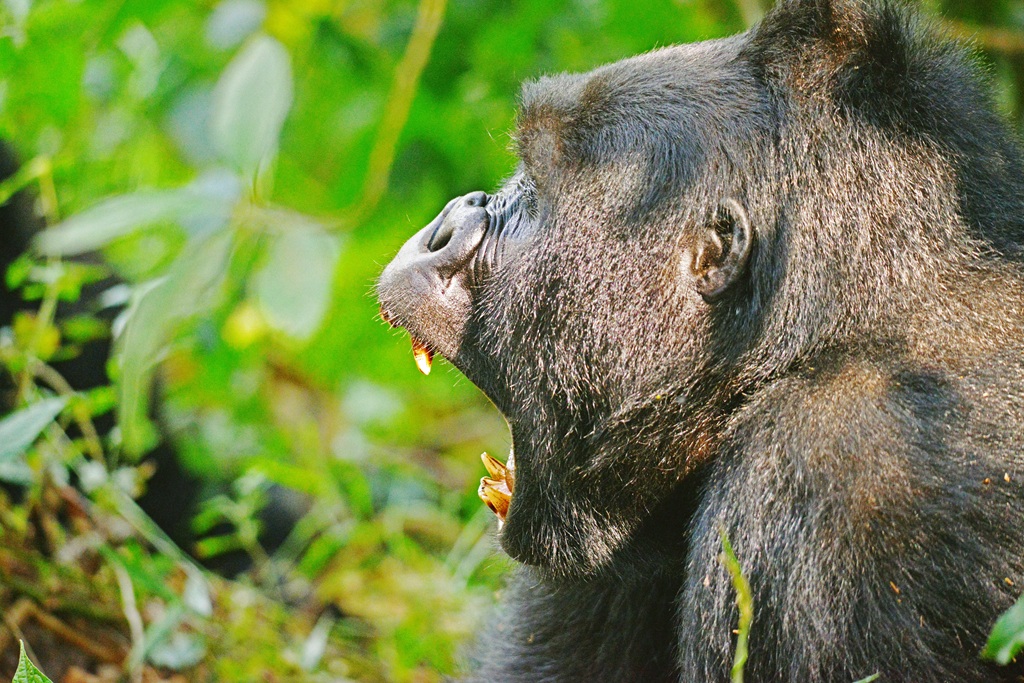 5 Days Discounted Gorilla and Chimpanzee Low season Safari in Uganda