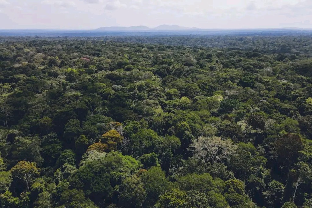Bugoma Forest Reserve