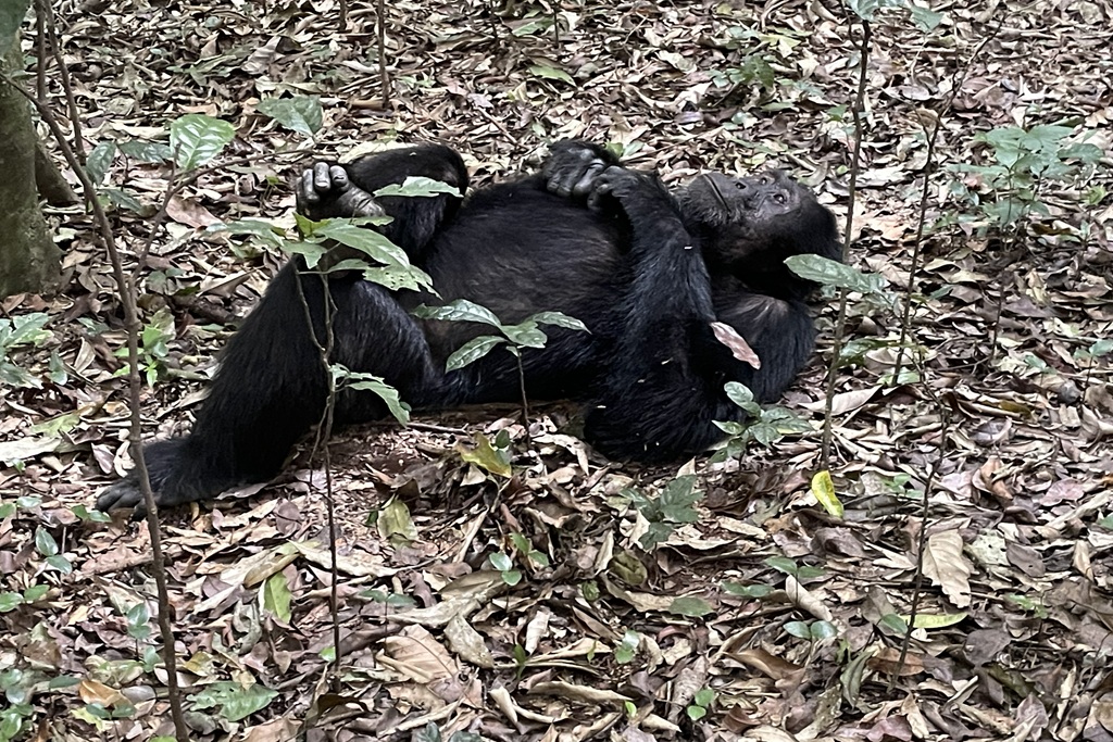 Low season discounted gorilla and chimpanzee permits in Uganda.