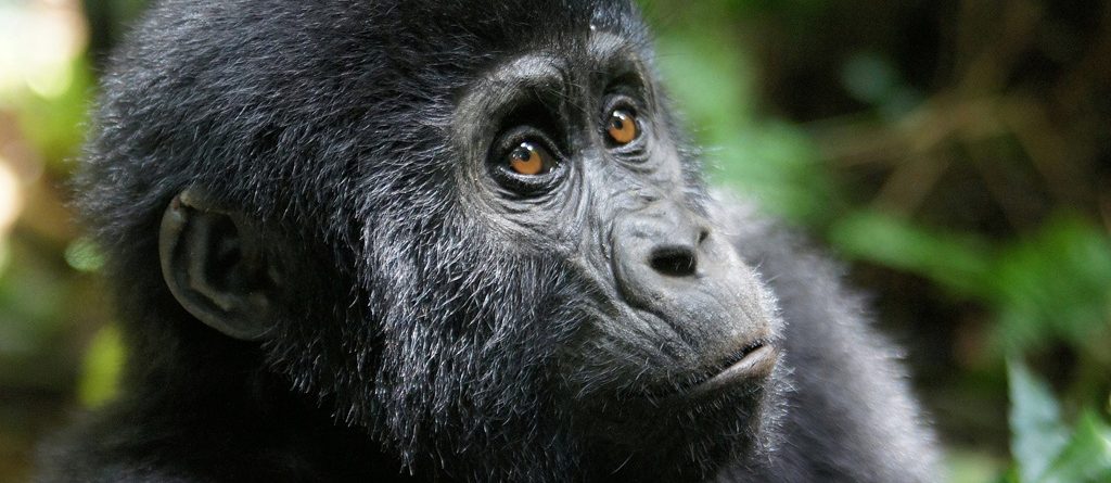 Low season discounted gorilla and chimpanzee permits in Uganda.