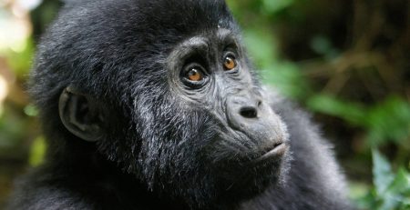 Low season discounted gorilla and chimpanzee permits in Uganda.