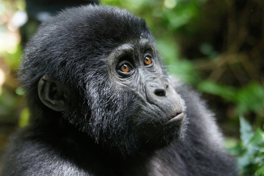 Low season discounted gorilla and chimpanzee permits in Uganda.