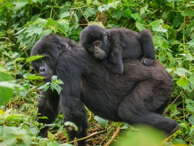 Nyakagezi Gorilla Family