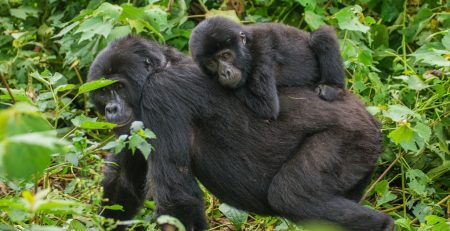 Nyakagezi Gorilla Family